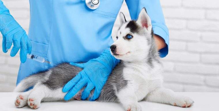 What You Need to Know About New Puppy Shots