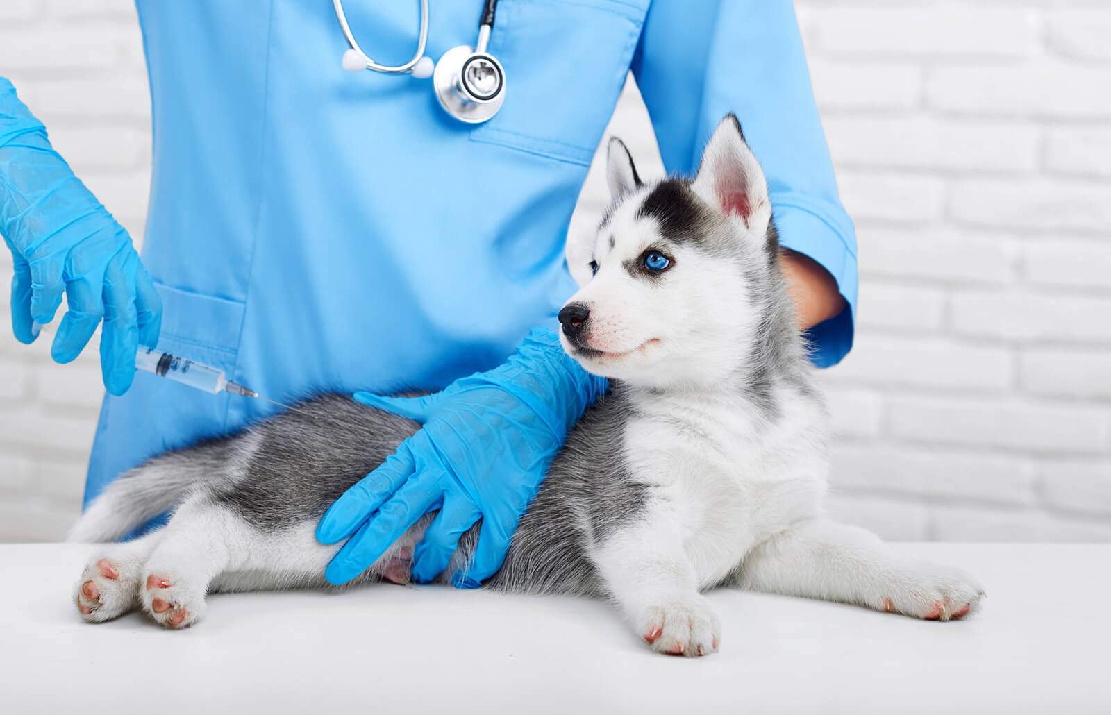 puppy getting shots