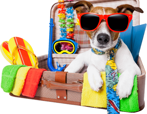Guide to Dog Travel