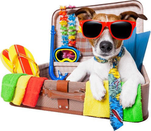 Dog That Is Ready For Pet Travel