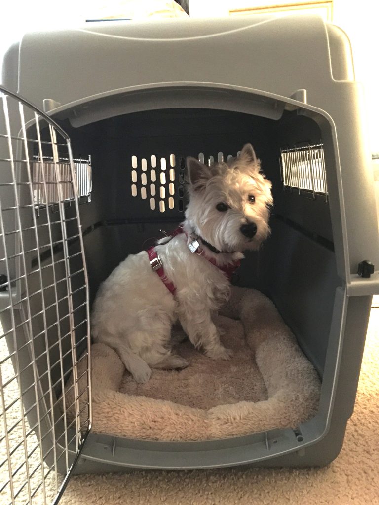 dog in carrier